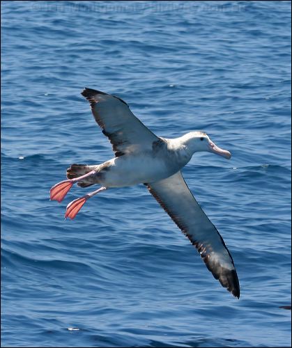 Antipodean Albatross antipodeanalbatross_44158.psd