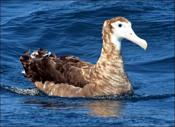 Antipodean Albatross antipodeanalbatross_44309.psd