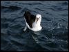 yellownosed_albatross_03606