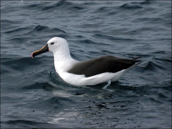 Indian Yellow-nosed Albatross yellownosed_albatross_03554.psd