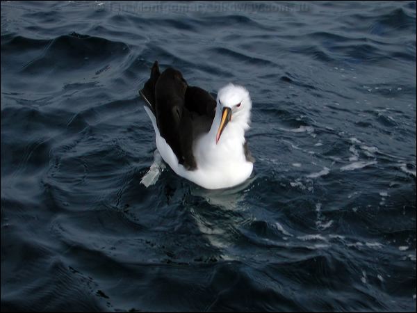 Indian Yellow-nosed Albatross yellownosed_albatross_03606.jpg
