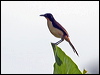 blackcap_donacobius_26447