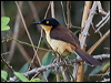 blk_cap_donacobius_204227
