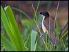 blk_cap_donacobius_204235
