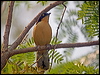 blk_cap_donacobius_204241