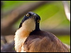 Click here to enter gallery and see photos of: Black-capped Donacobius.