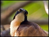blk_cap_donacobius_204257