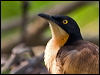 blk_cap_donacobius_204258
