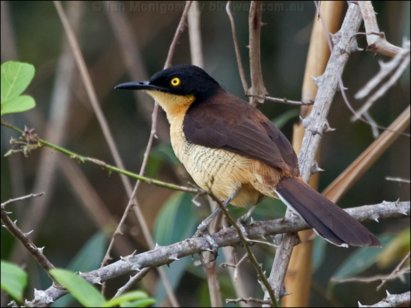 Black-capped Donacobius blk_cap_donacobius_204227.psd
