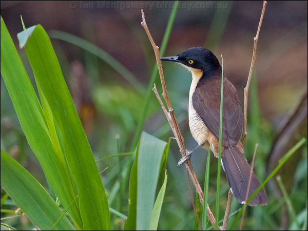 Black-capped Donacobius blk_cap_donacobius_204235.psd