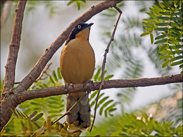 Black-capped Donacobius blk_cap_donacobius_204241.psd