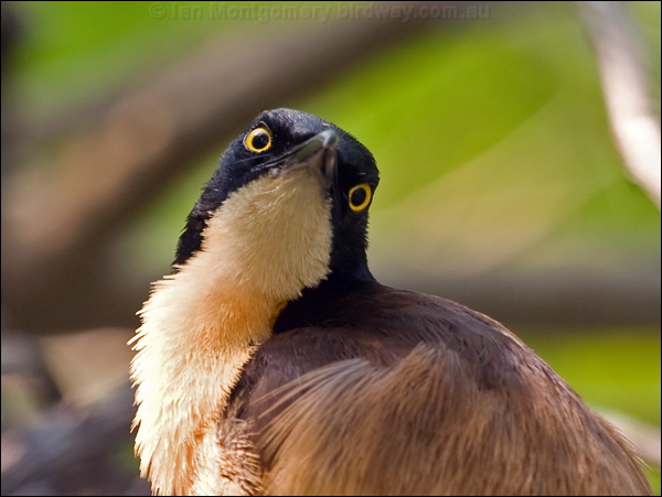 Black-capped Donacobius blk_cap_donacobius_204257.psd