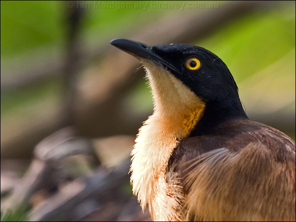 Black-capped Donacobius blk_cap_donacobius_204258.psd