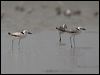 crab_plover_160199