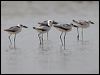 crab_plover_160230