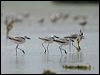 crab_plover_160247