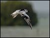 crab_plover_160257-1