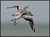 crab_plover_160257-2