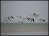 crab_plover_160259