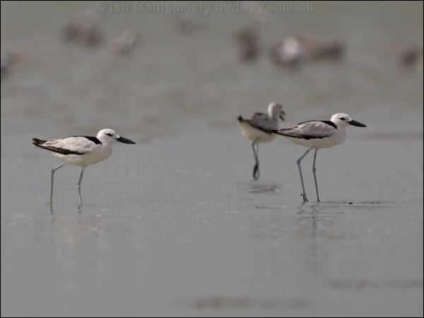 Crab Plover crab_plover_160199.psd