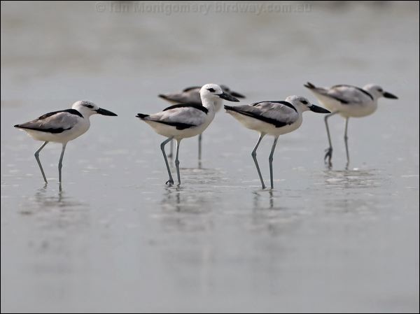 Crab Plover crab_plover_160230.psd