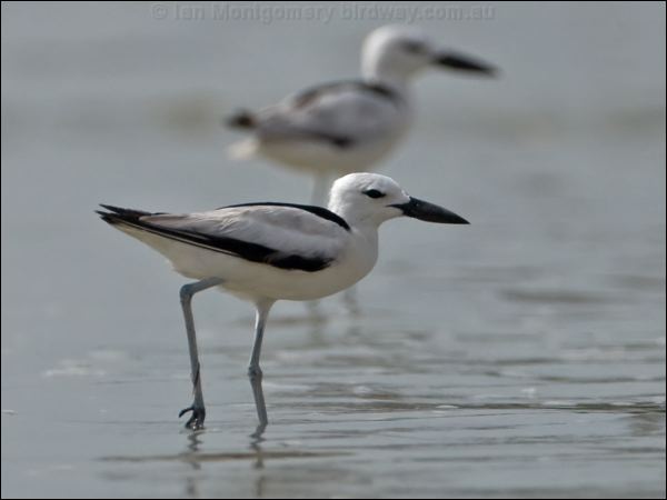 Crab Plover crab_plover_160244.psd