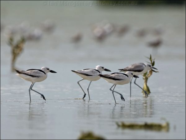 Crab Plover crab_plover_160247.psd