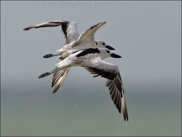 Crab Plover crab_plover_160257-2.psd