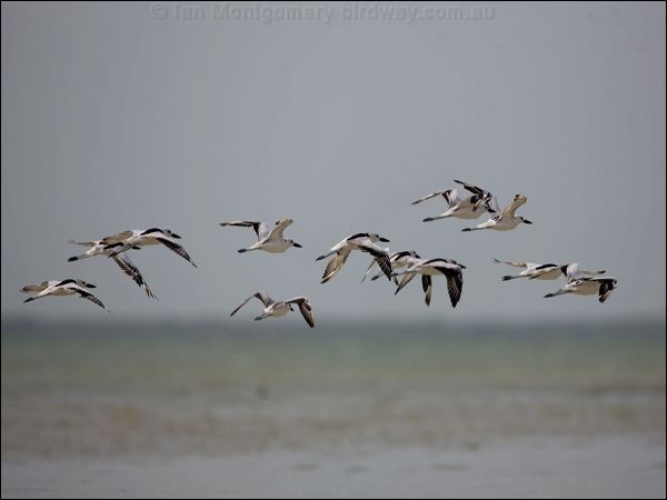 Crab Plover crab_plover_160259.psd