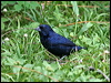 Click here to enter gallery and see photos/pictures/images of of Blue-black Grassquit