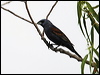 Click here to enter gallery and see photos/pictures/images of of Blue Grosbeak