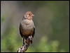 Click here to enter gallery and see photos/pictures/images of of California Towhee