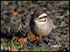 cape_bunting_04485