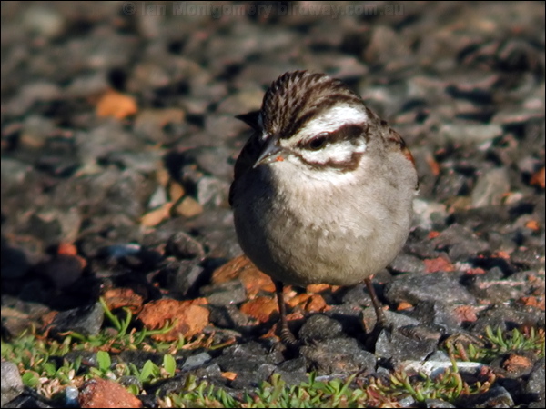Cape Bunting cape_bunting_04485.psd