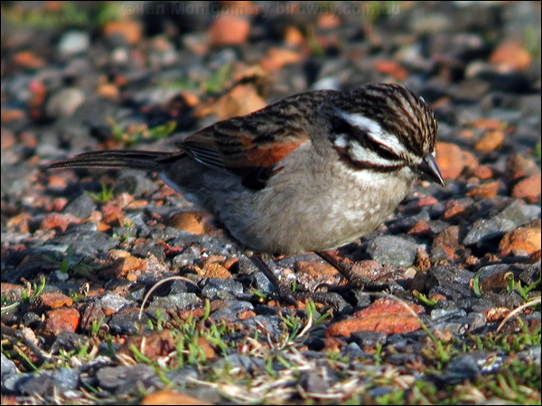 Cape Bunting cape_bunting_04487.psd
