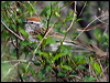 Click here to enter gallery and see photos/pictures/images of of Chipping Sparrow