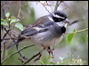 Click here to enter gallery and see photos/pictures/images of of Collared Warbling-Finch
