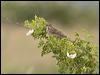 corn_bunting_169606