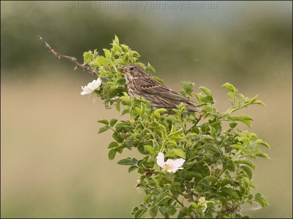 Corn Bunting corn_bunting_169604.psd