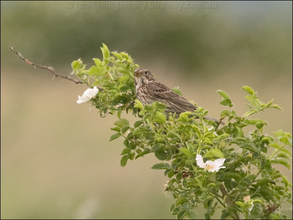 Corn Bunting corn_bunting_169606.psd
