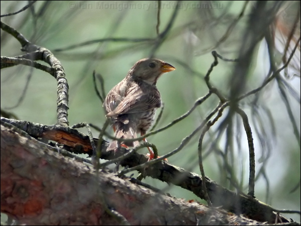 Corn Bunting corn_bunting_54149.psd