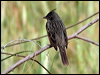 Click here to enter gallery and see photos/pictures/images of Crested Bunting