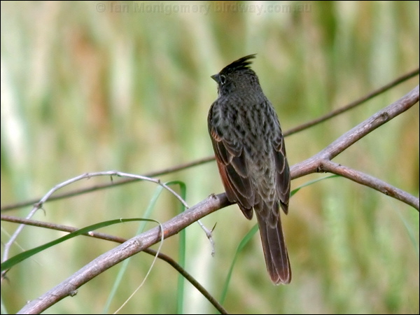 Crested Bunting crested_bunting_16791.psd