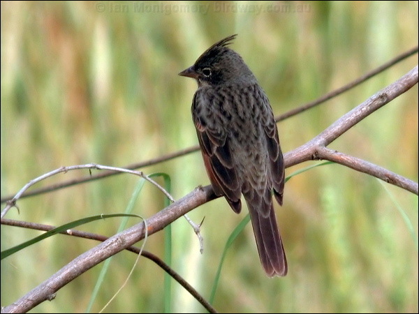 Crested Bunting crested_bunting_16794.psd