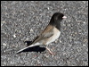 Click here to enter gallery and see photos/pictures/images of of Dark-eyed Junco