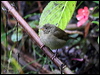 Click here to enter gallery and see photos/pictures/images of of Dull-colored Grassquit