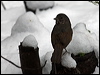Click here to enter gallery and see photos/pictures/images of of Fox Sparrow