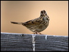 Click here to enter gallery and see photos/pictures/images of of Lincoln's Sparrow
