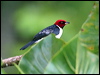 Red-capped Cardinal red_capped_cardinal_26349.psd