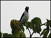 Red-capped Cardinal red_capped_cardinal_27091.psd